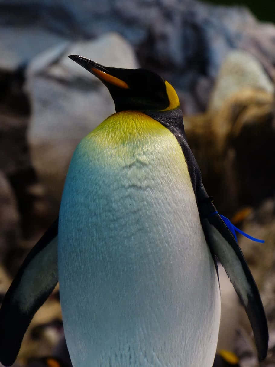 King Penguin Profile View Wallpaper