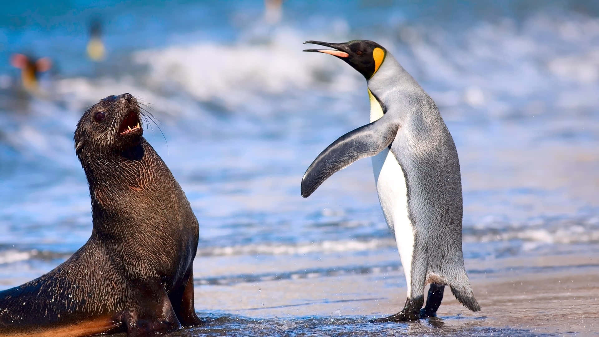 King Penguinand Seal Interaction Wallpaper