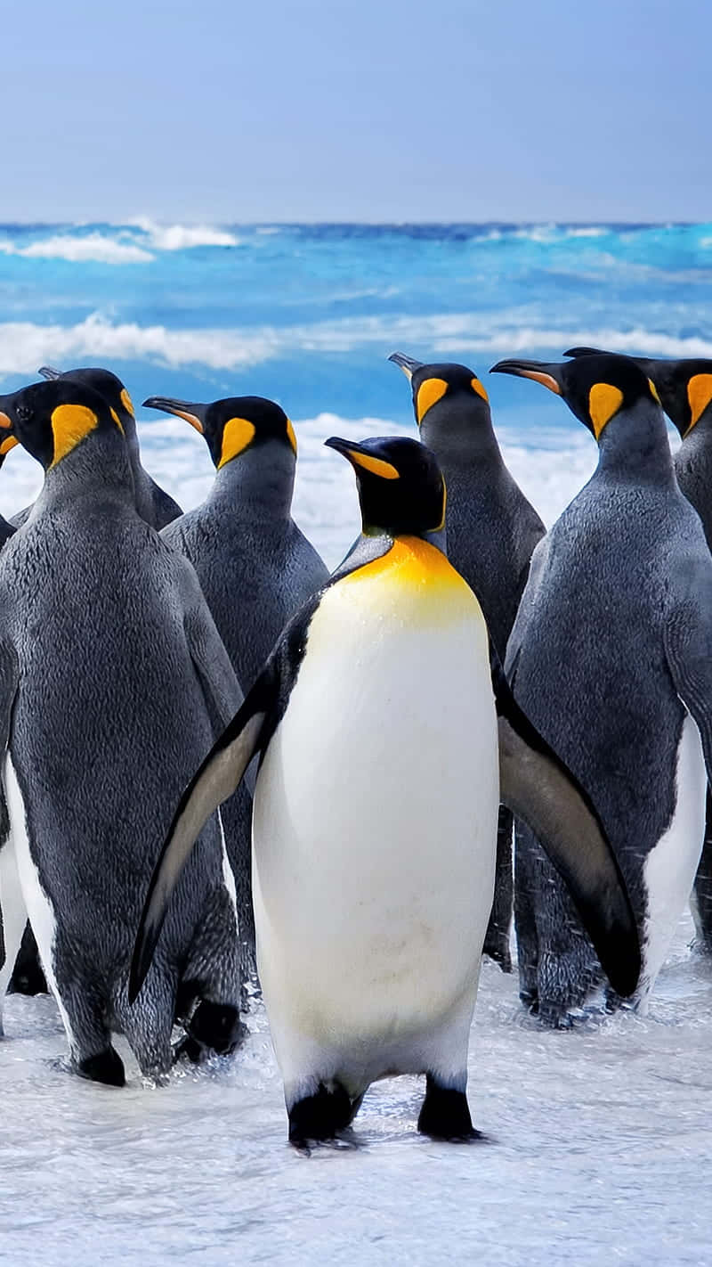 King Penguins Beach Gathering Wallpaper