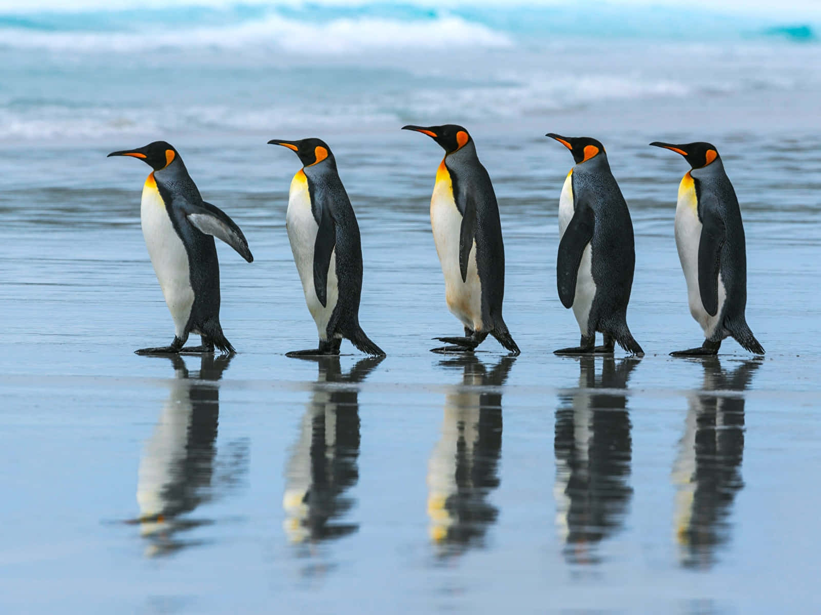 King Penguins Beach Procession.jpg Wallpaper