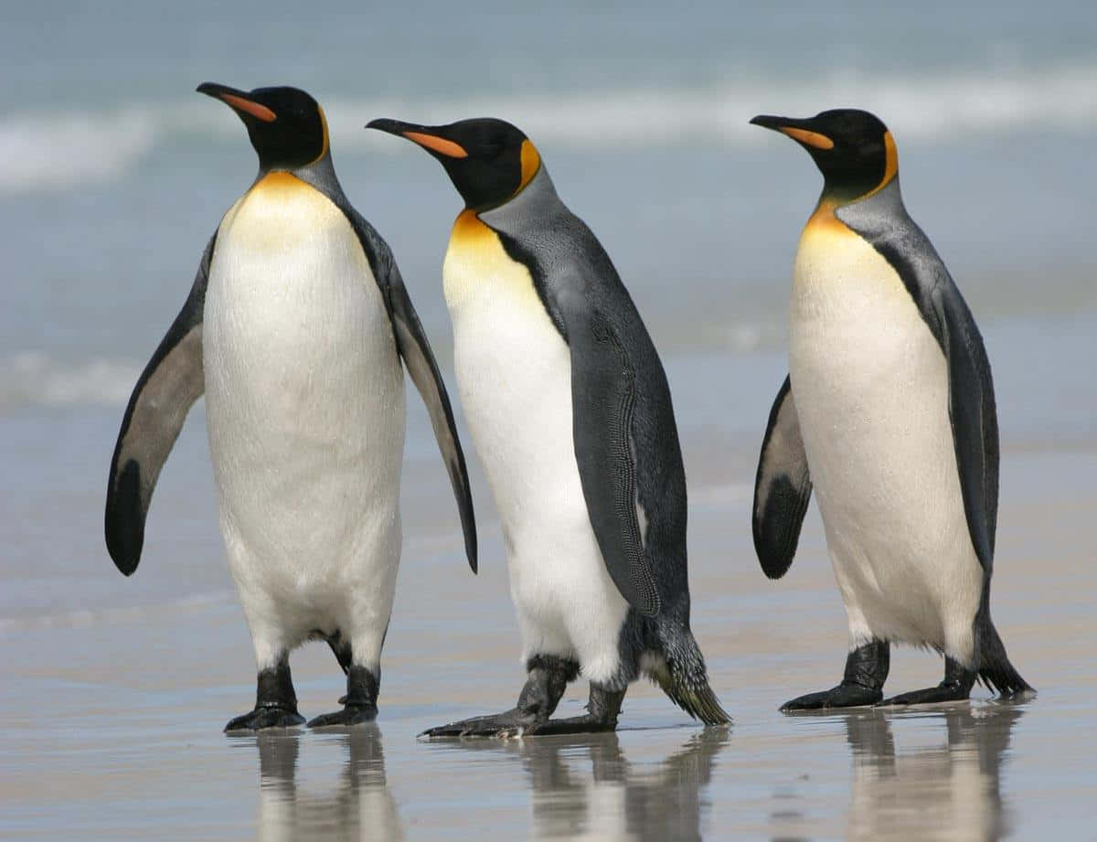 King Penguins Beach Promenade Wallpaper