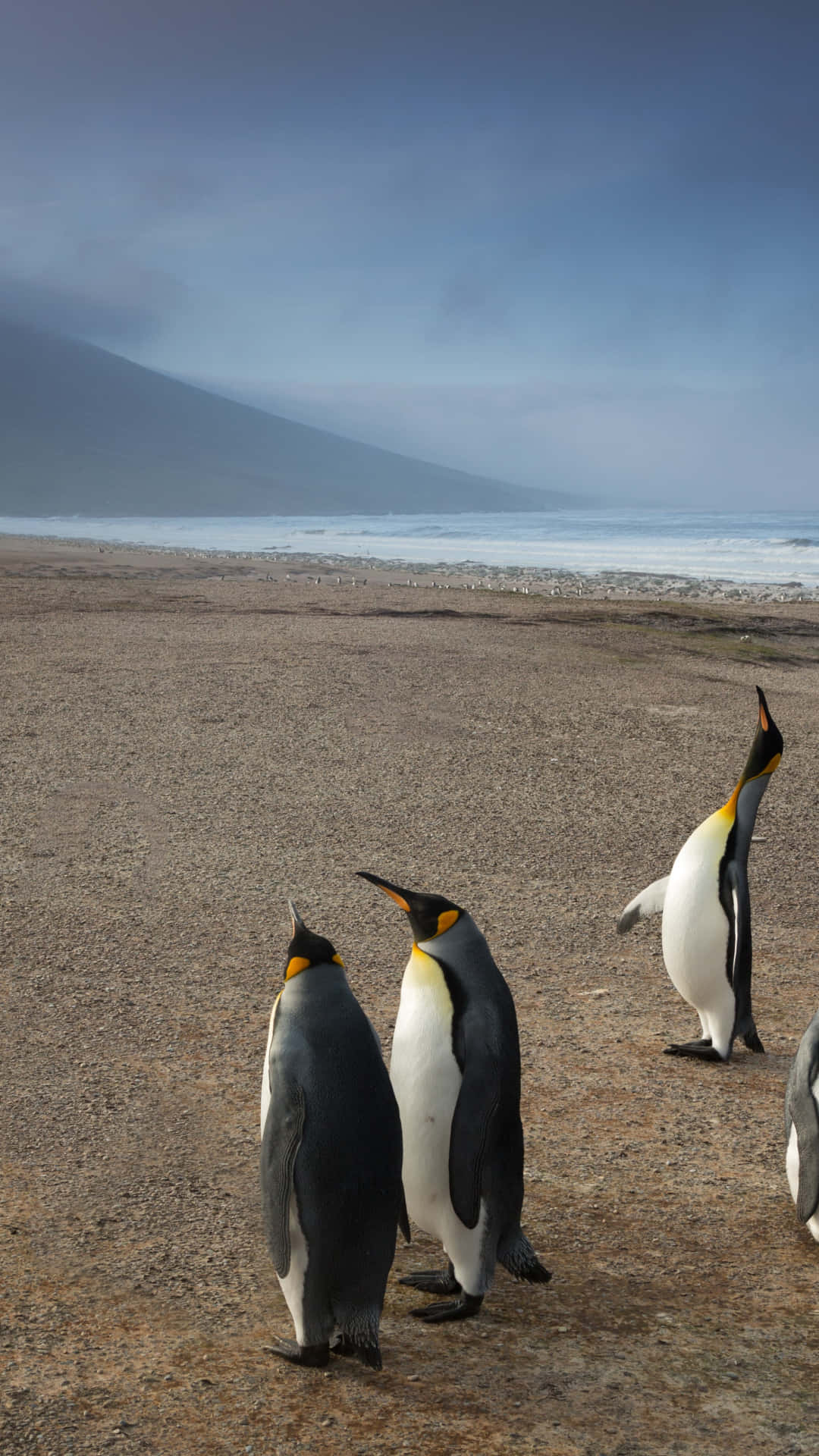 King Penguins Beach Stroll Wallpaper