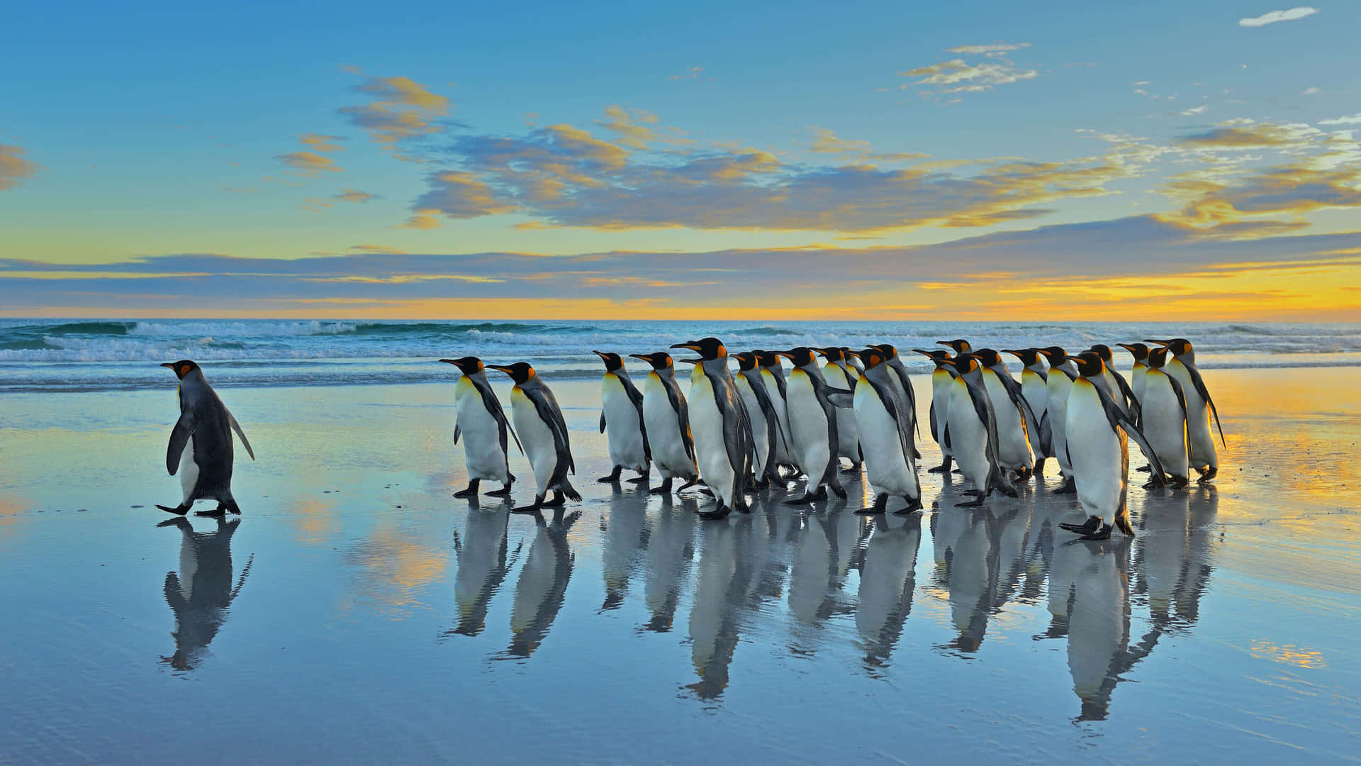 Procession De Manchots Royaux Sur La Plage Au Coucher Du Soleil Fond d'écran