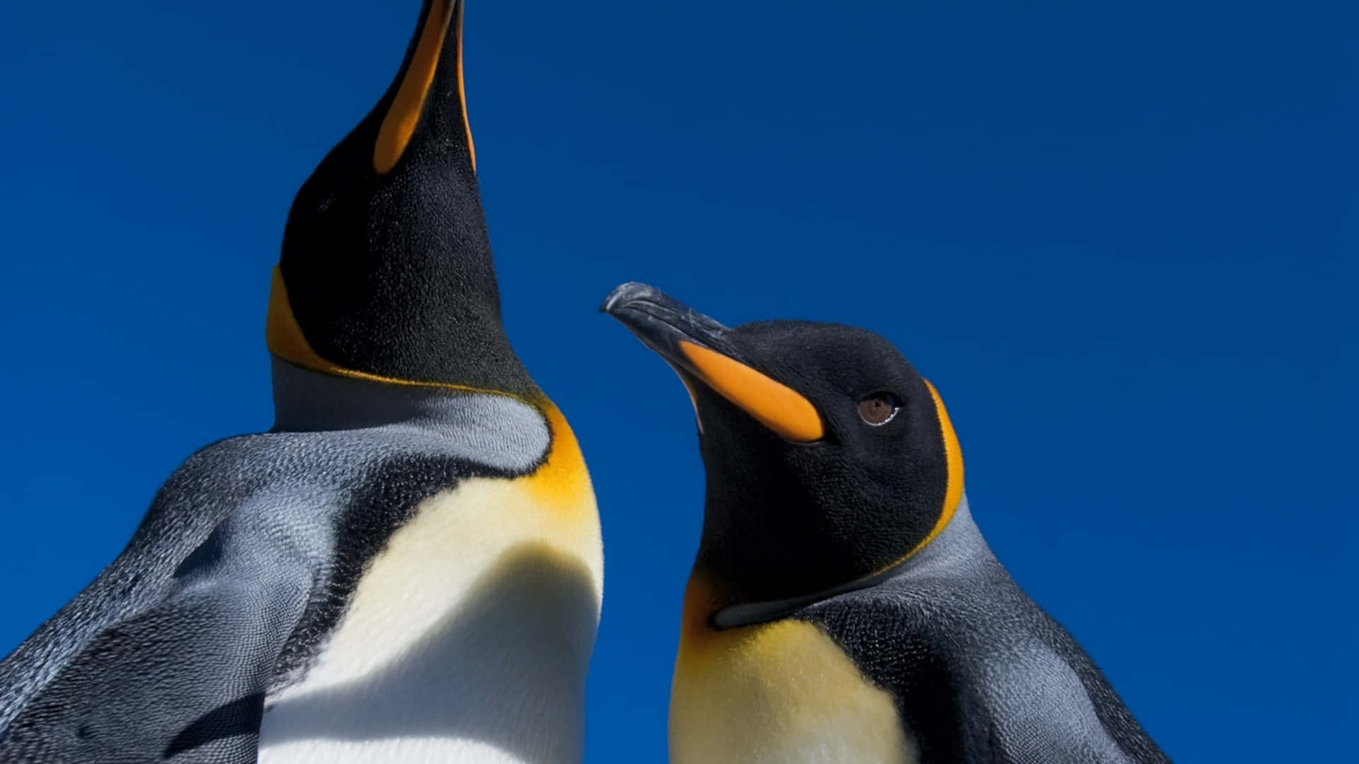 King Penguins Closeup Interaction Wallpaper