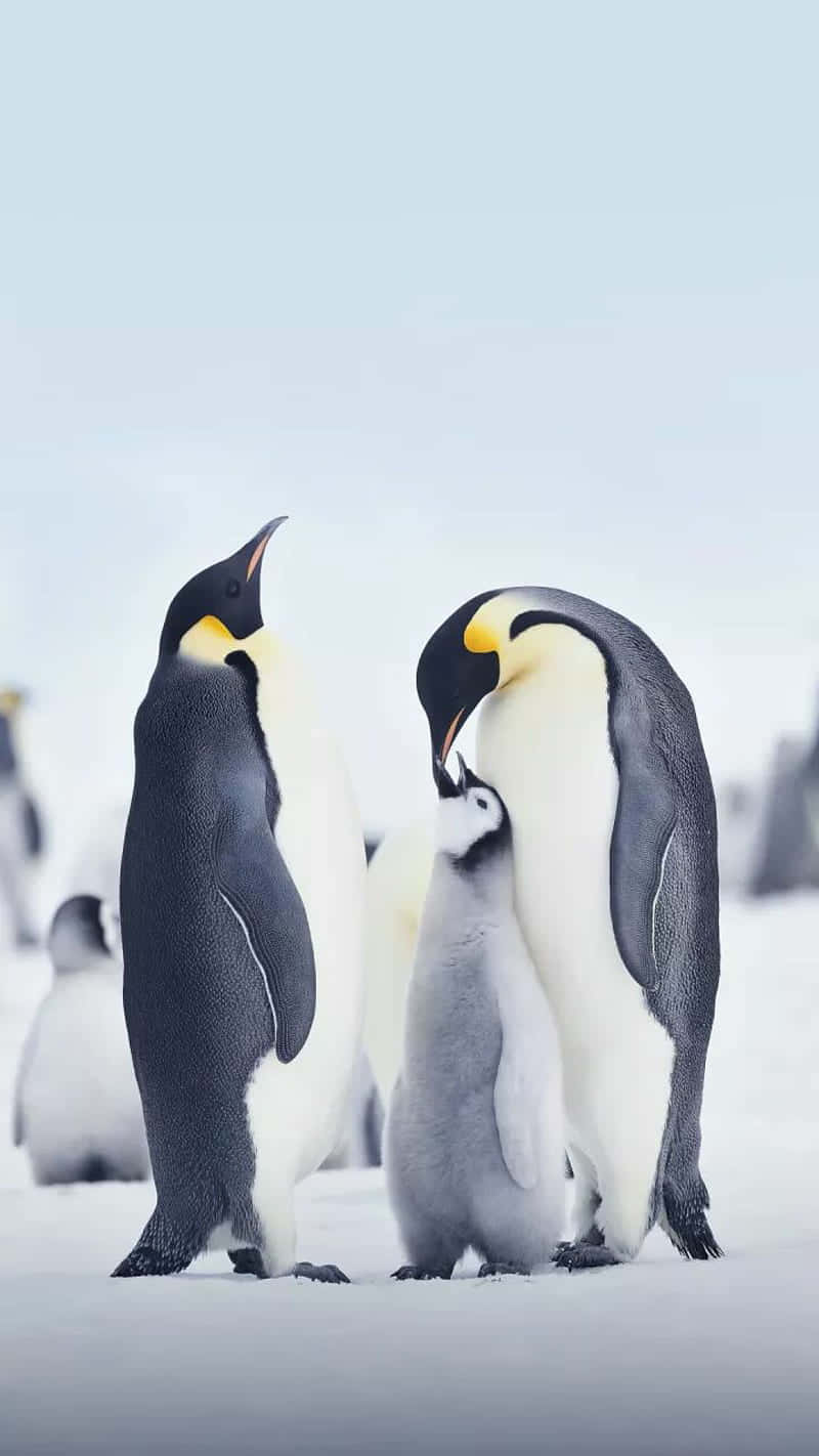 King Penguins Family Moment Wallpaper