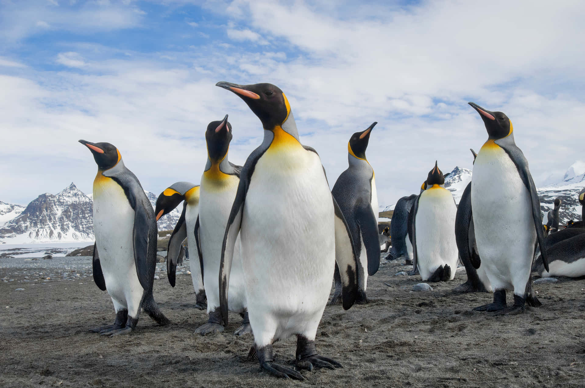King_ Penguins_ Flock_ Antarctica Wallpaper