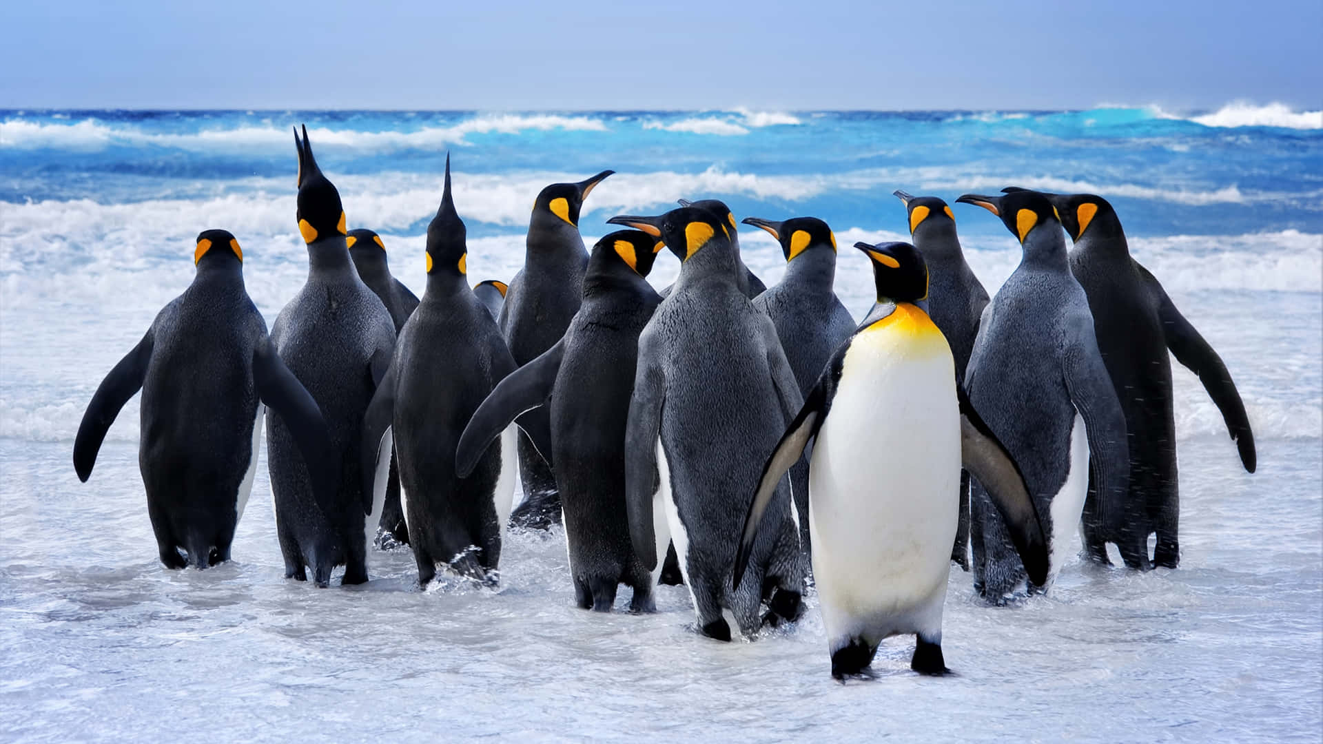 King Penguins Gathering Beach Ocean View Wallpaper