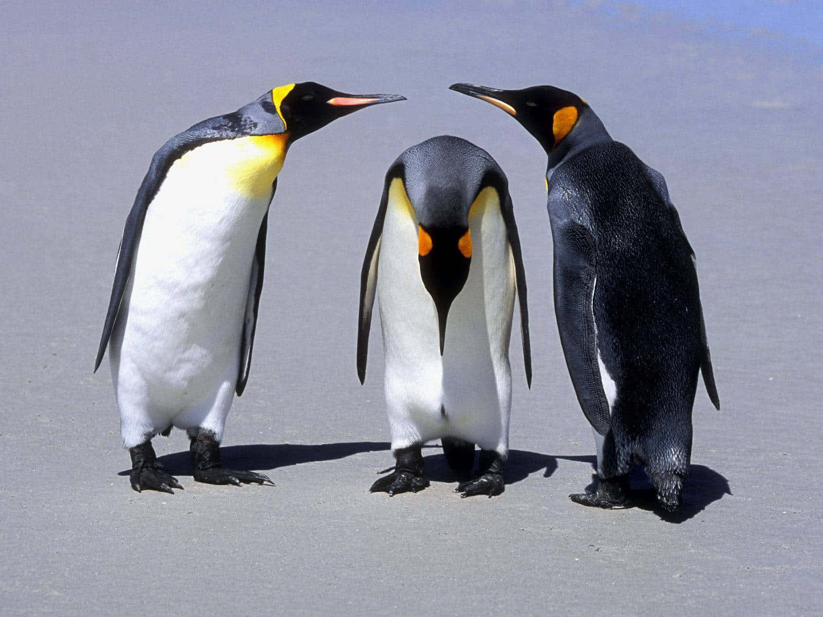 King Penguins Gathering Sandy Shore.jpg Wallpaper