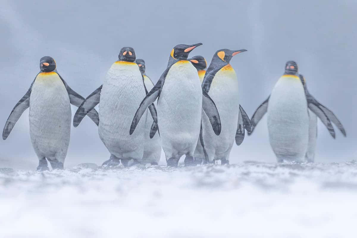 King Penguins Group Misty Backdrop Wallpaper