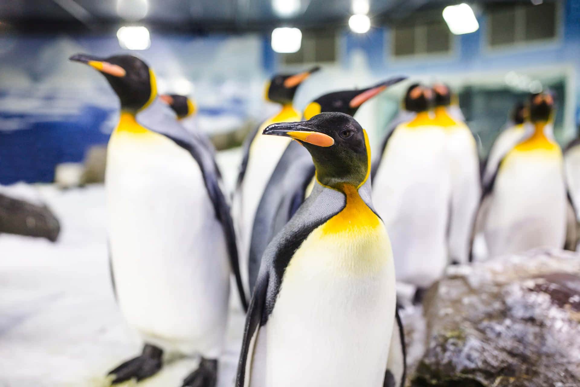 Pingouins Royaux Au Kelly Tarlton's Aquarium Fond d'écran