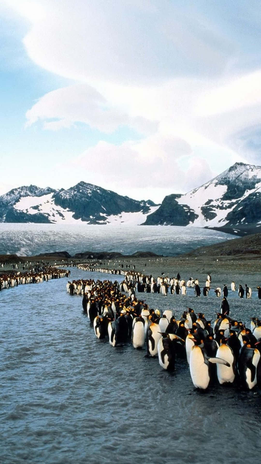 King Penguins Marching Snowy Mountains Wallpaper