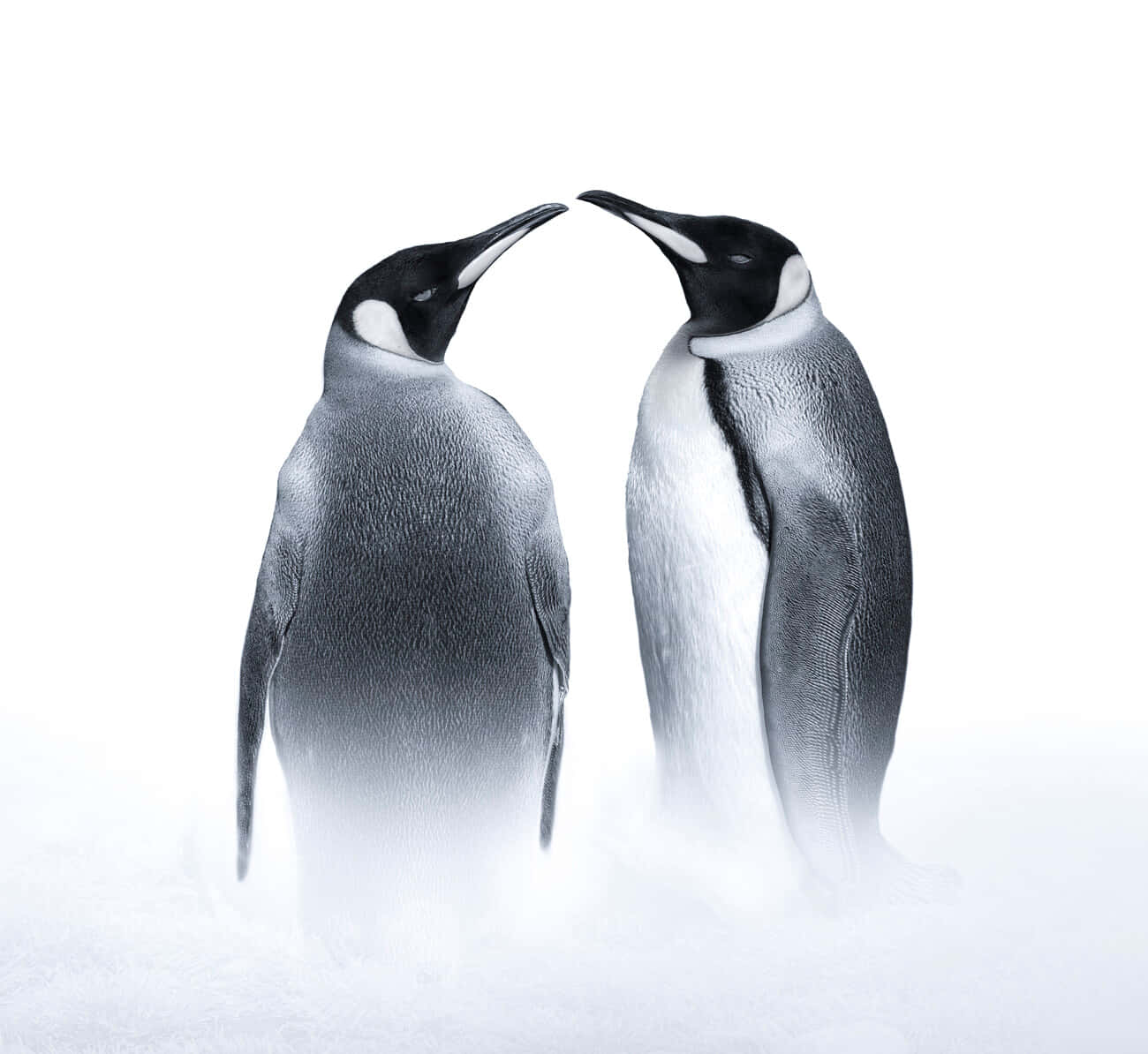King Penguins Mirroring Each Other Wallpaper