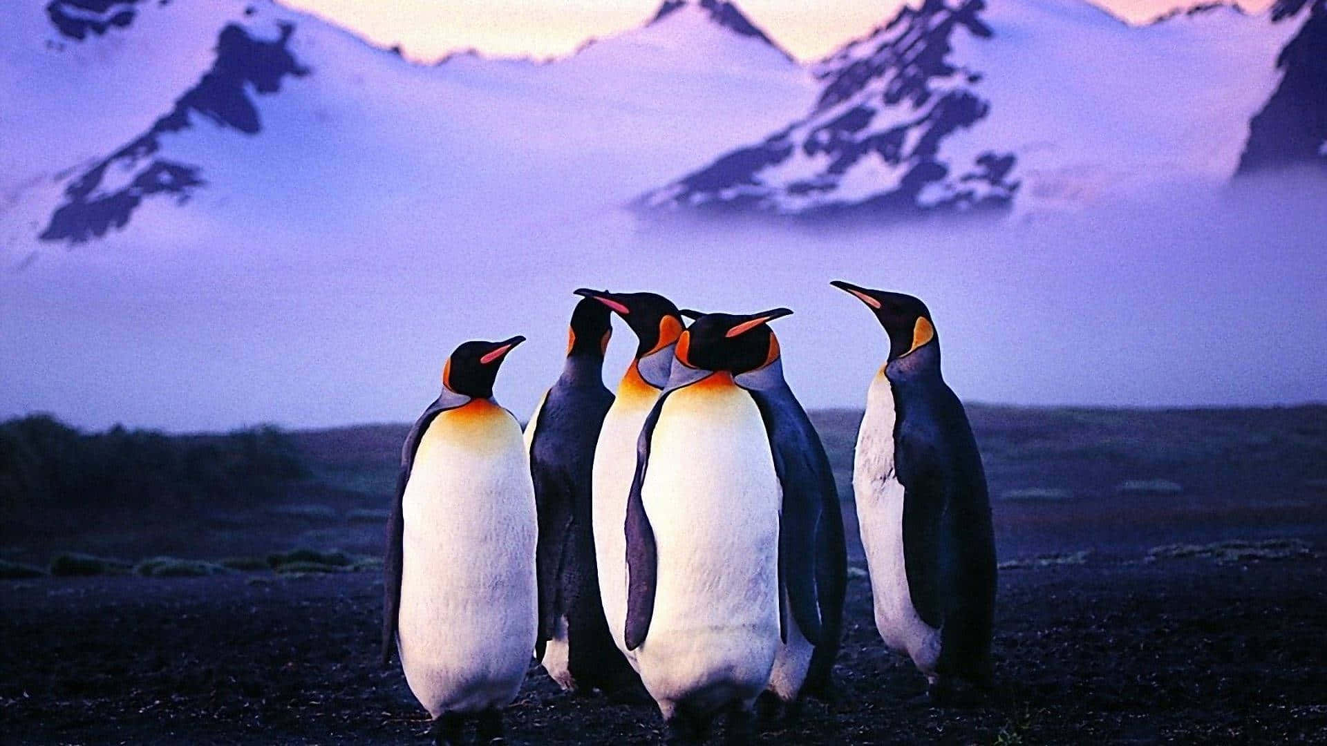 King Penguins Mountain Backdrop Wallpaper
