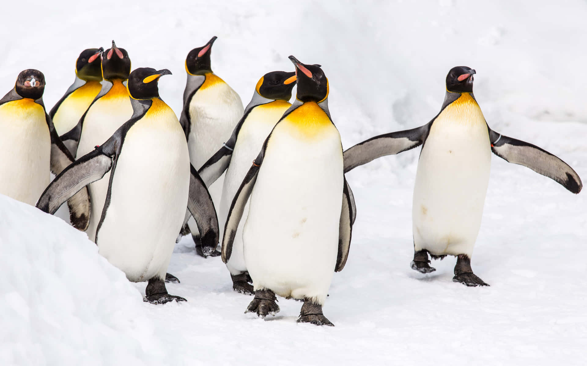 King Penguins Paradein Snow Wallpaper