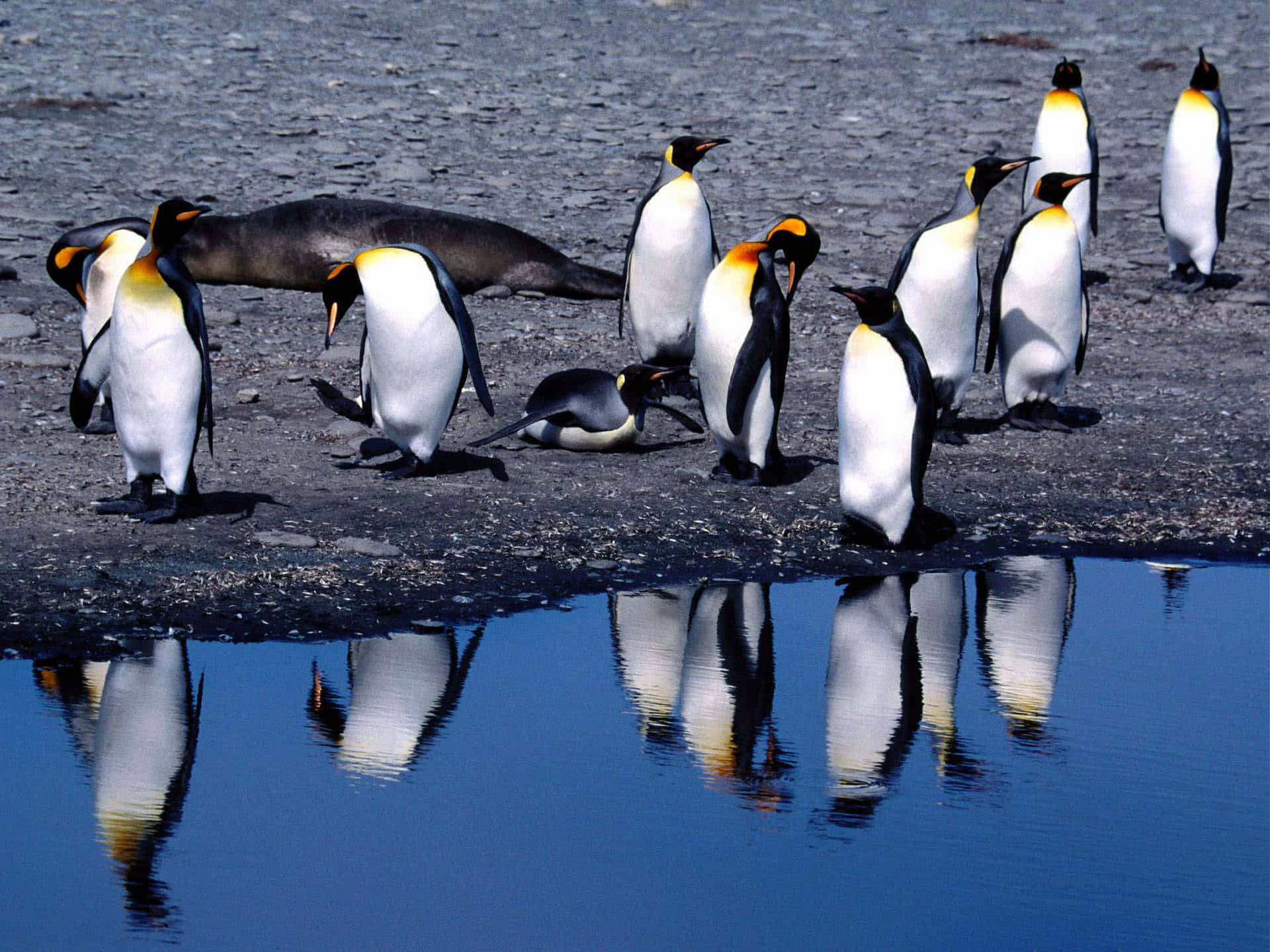 King Penguins Reflection Waterside Wallpaper