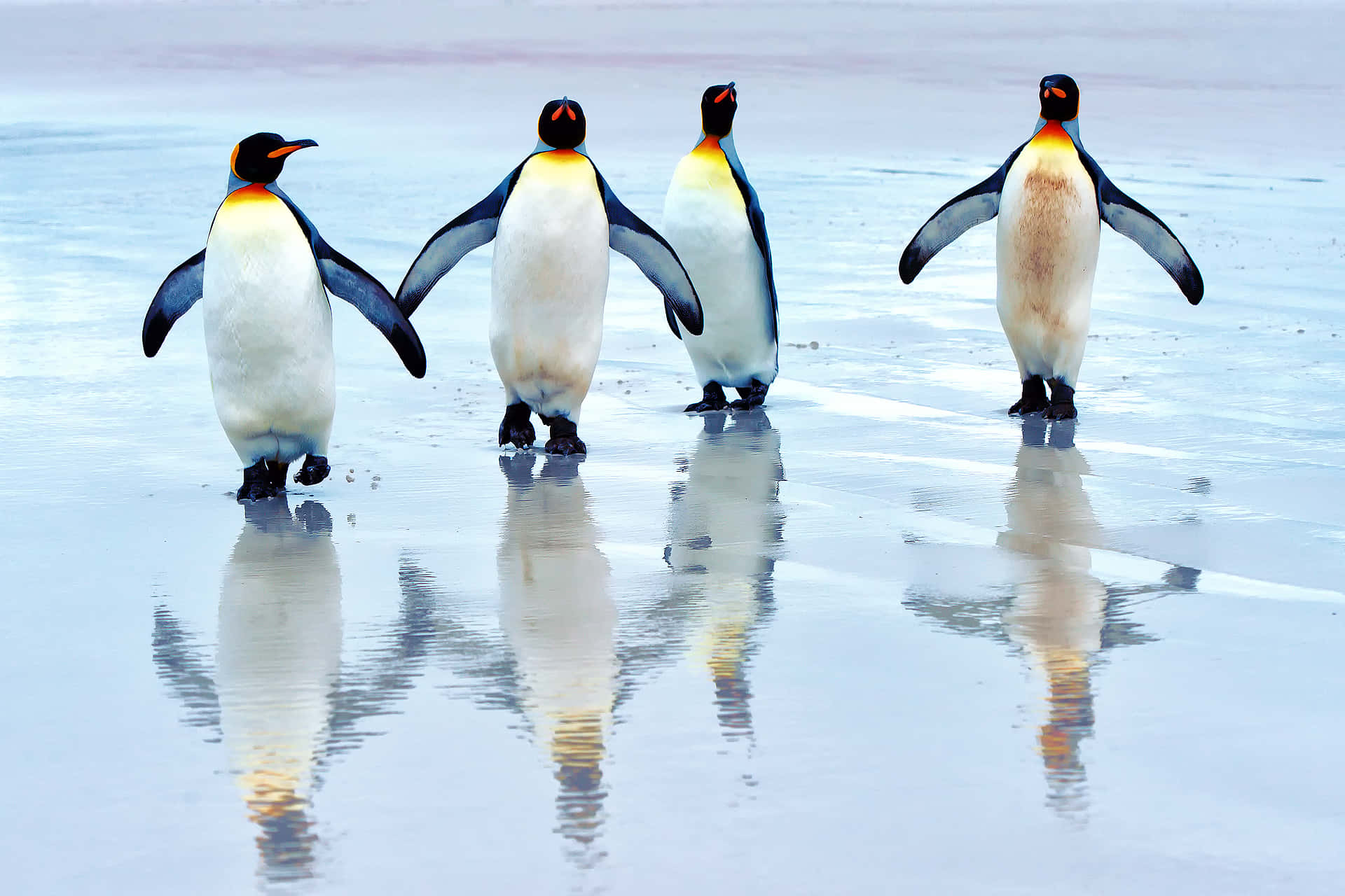 King Penguins Reflectionon Ice Wallpaper