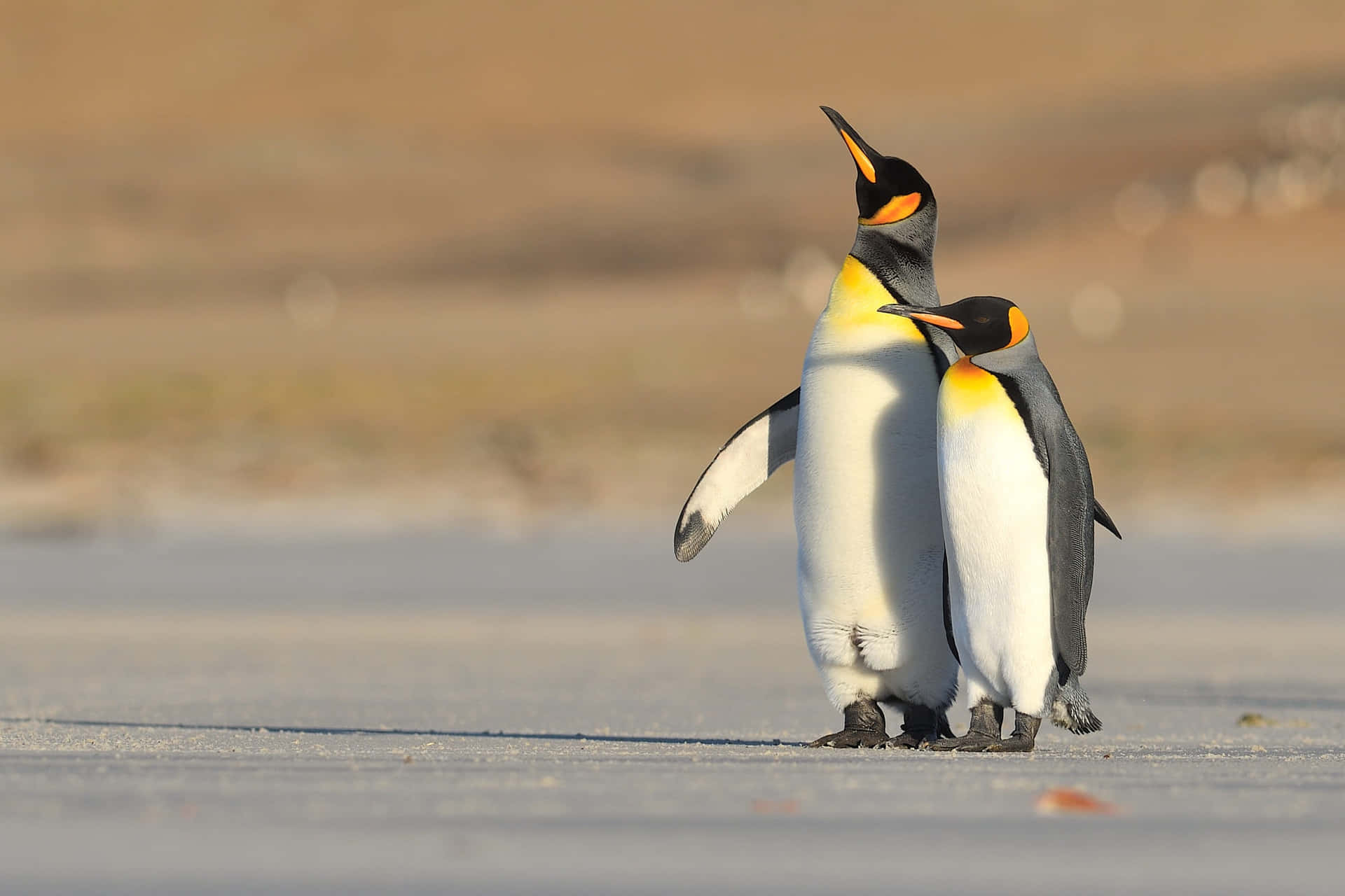 King Penguins Snowy Backdrop Wallpaper