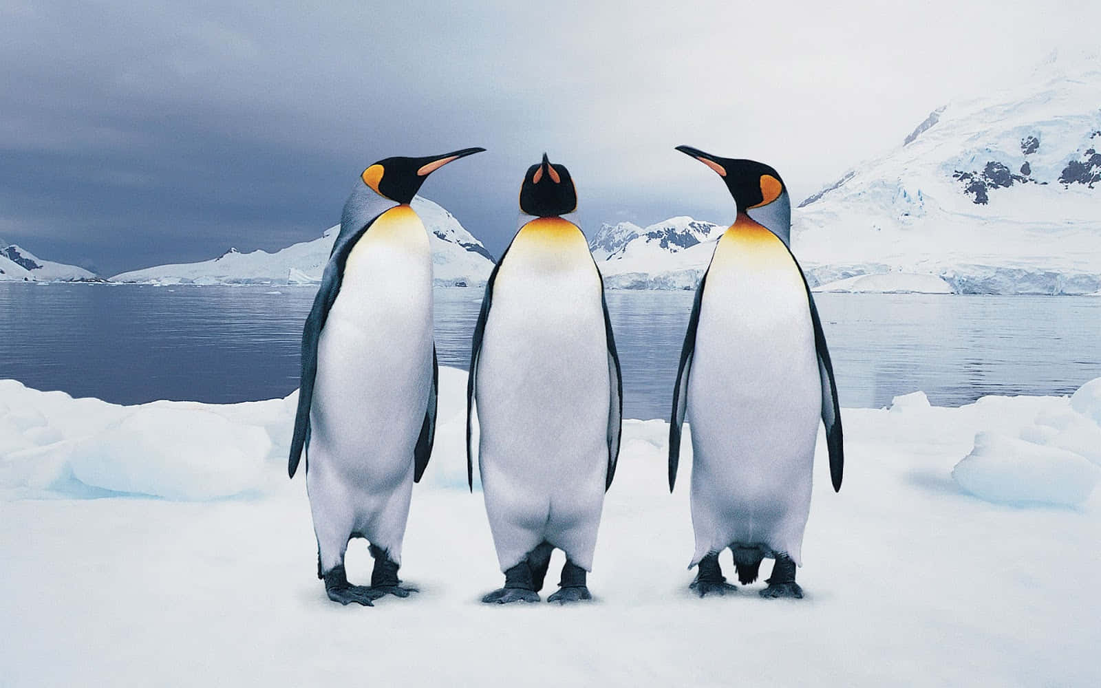 King Penguins Snowy Landscape Wallpaper
