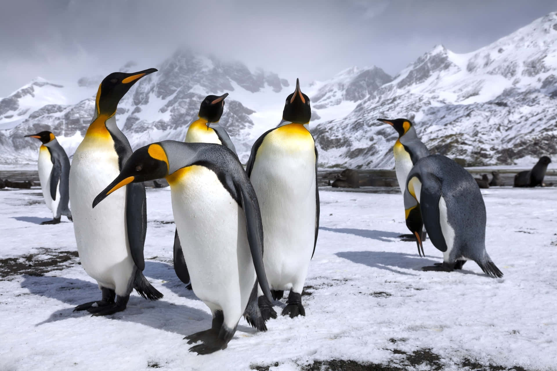 King Penguins Snowy Mountain Backdrop Wallpaper