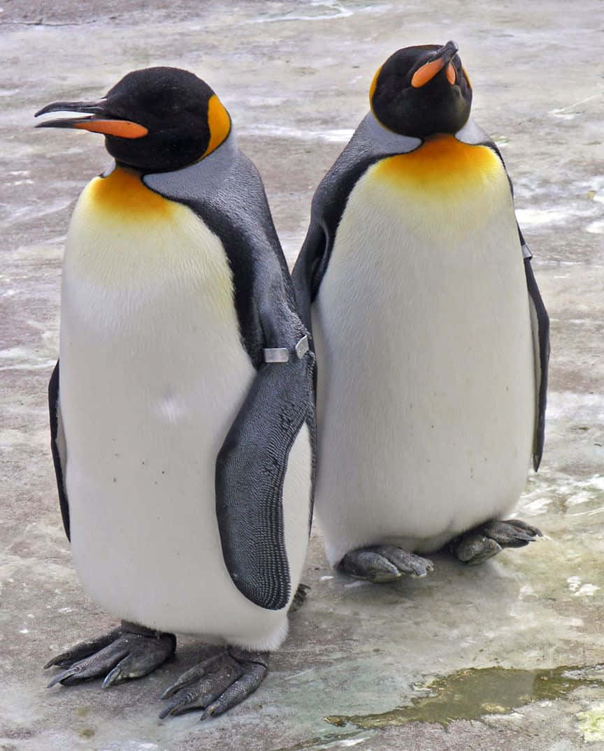 King Penguins Standing Together.jpg Wallpaper