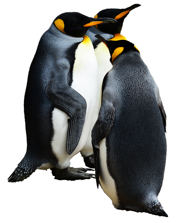 King Penguins Together PNG