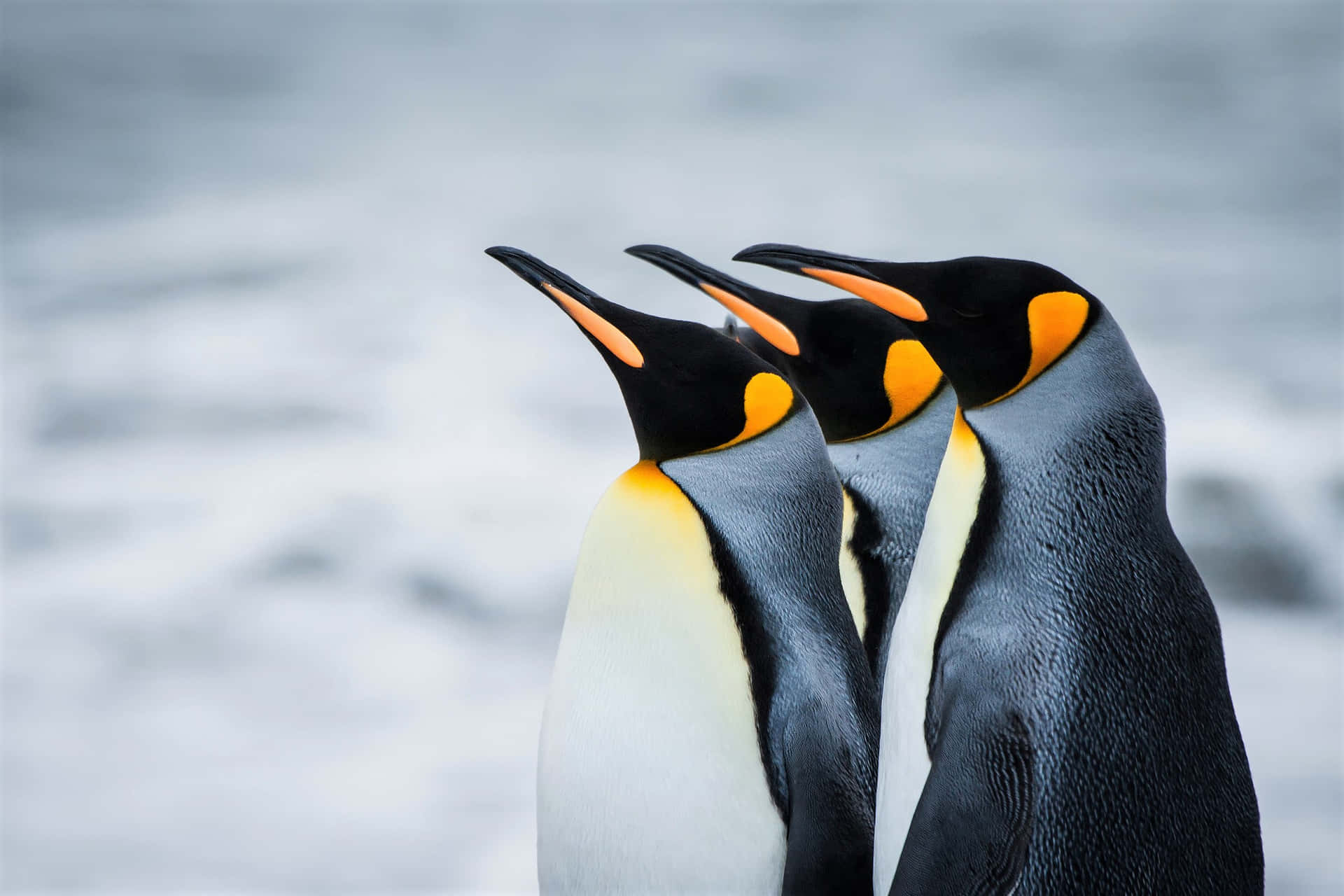 King Penguins Togetherness Wallpaper