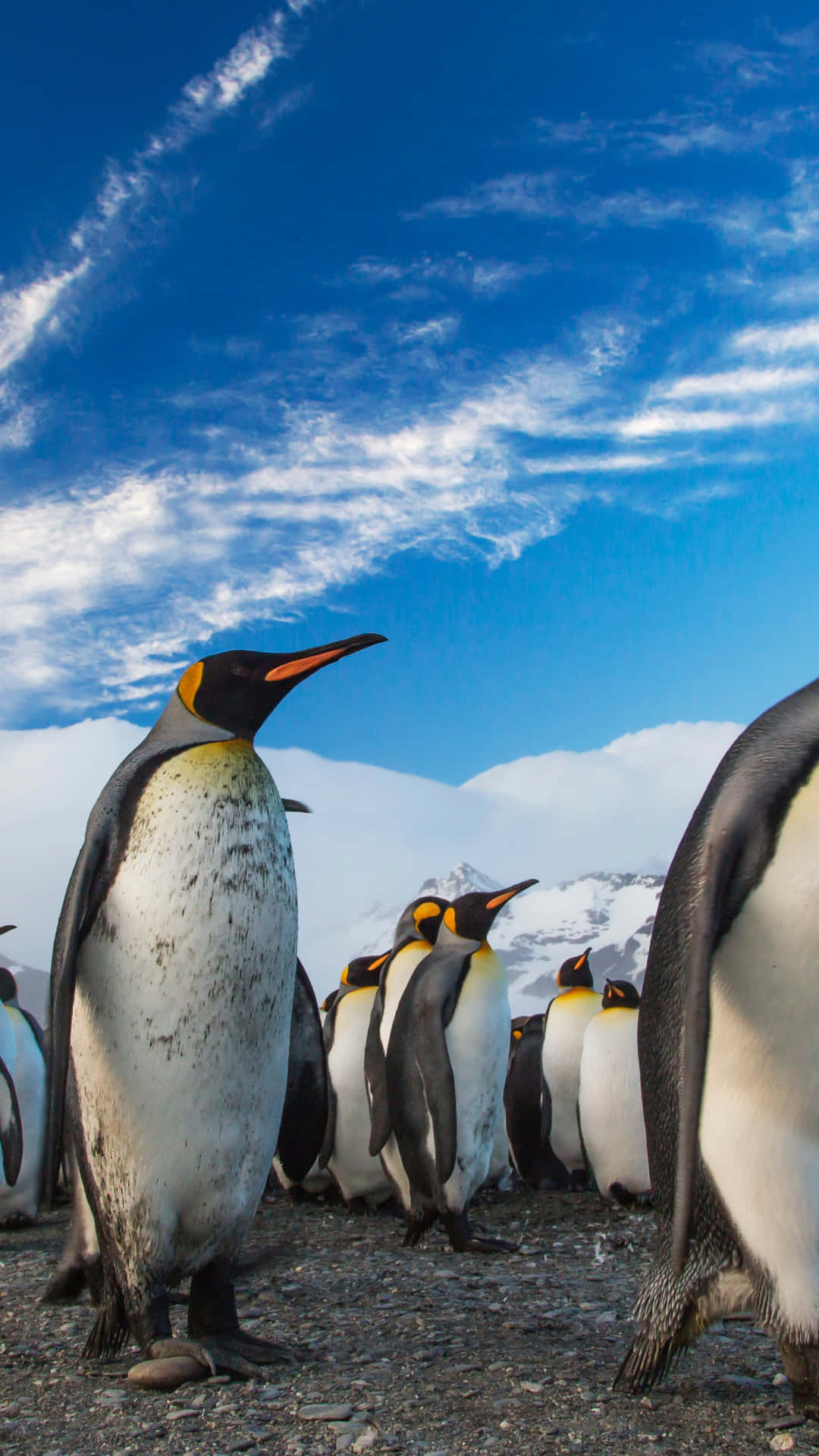 King Penguins Under Blue Sky Wallpaper