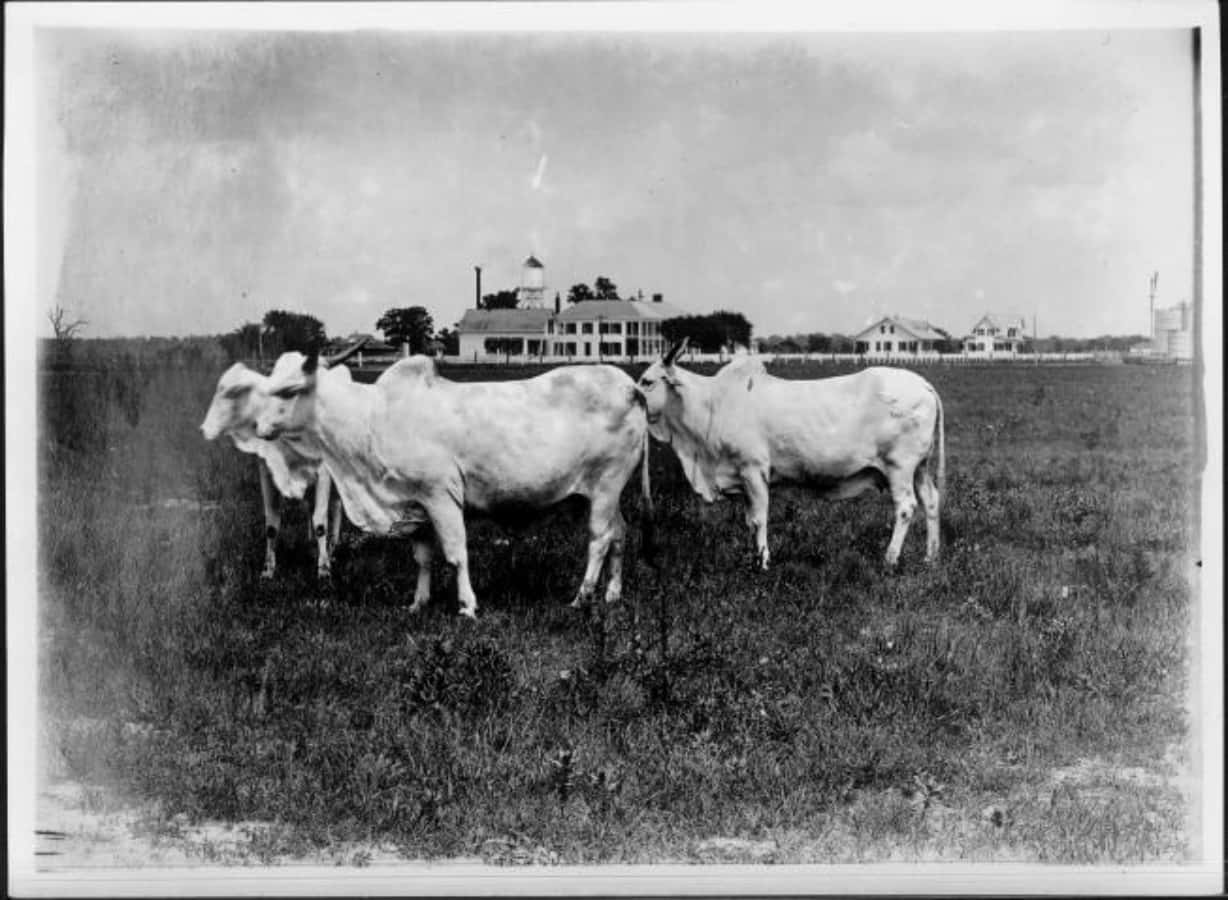 A Black And White Photo Of Cows In A Field