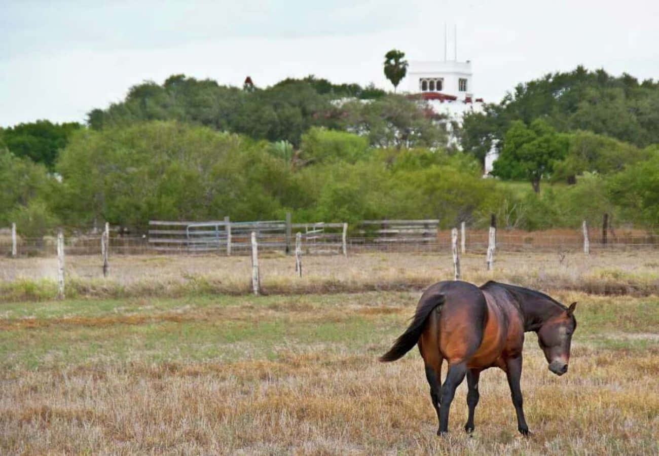 A Horse Is Grazing In A Field
