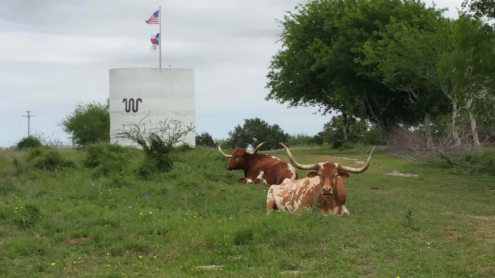 Kingranch - En Ikonisk Landskap I Södra Texas.