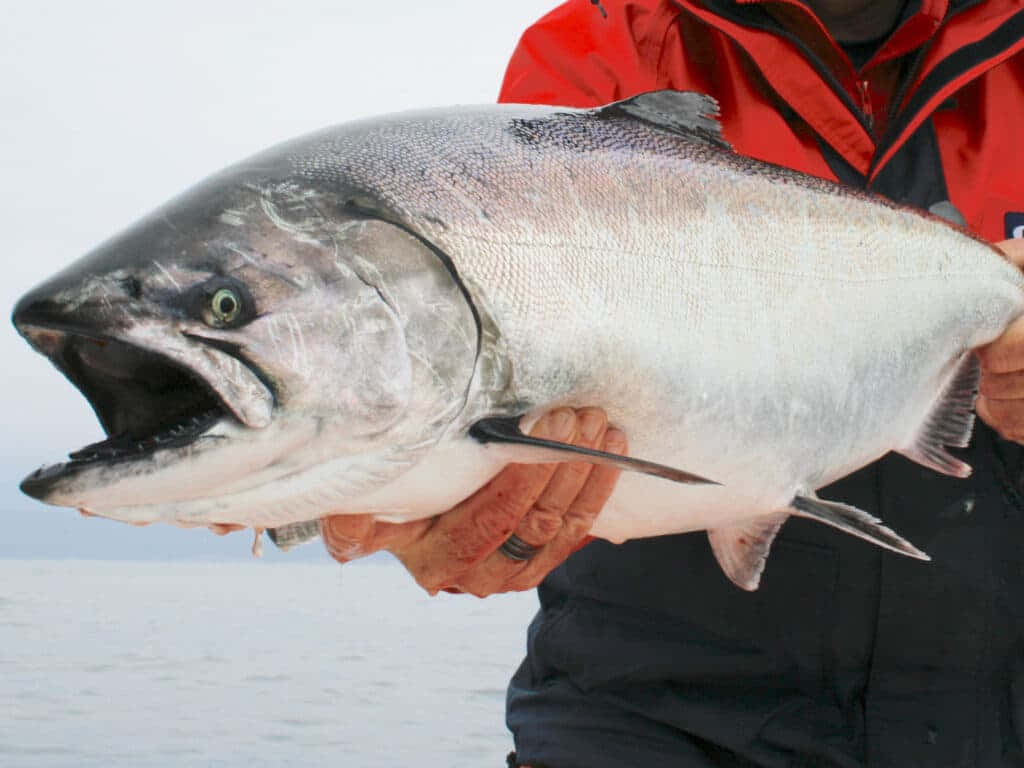 King Salmon Catch Wallpaper