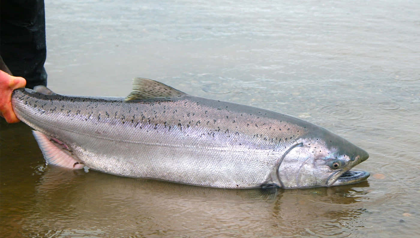 King Salmon Caughtin River Wallpaper