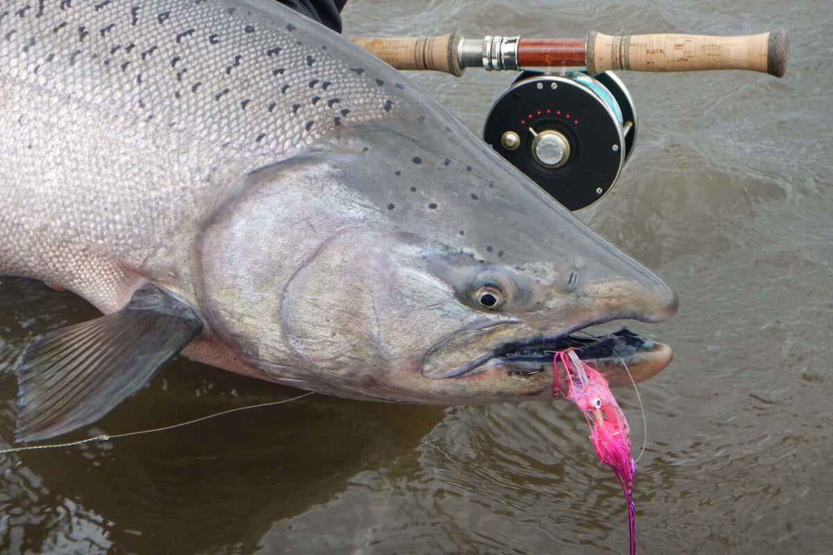 King Salmon Caughton Fly Fishing Rod Wallpaper