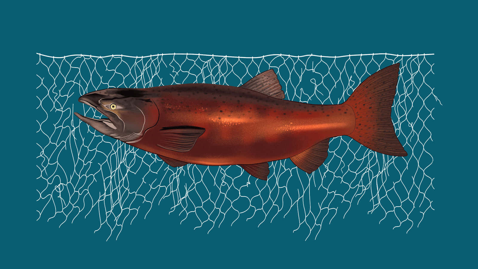 King Salmon Illustration Wallpaper