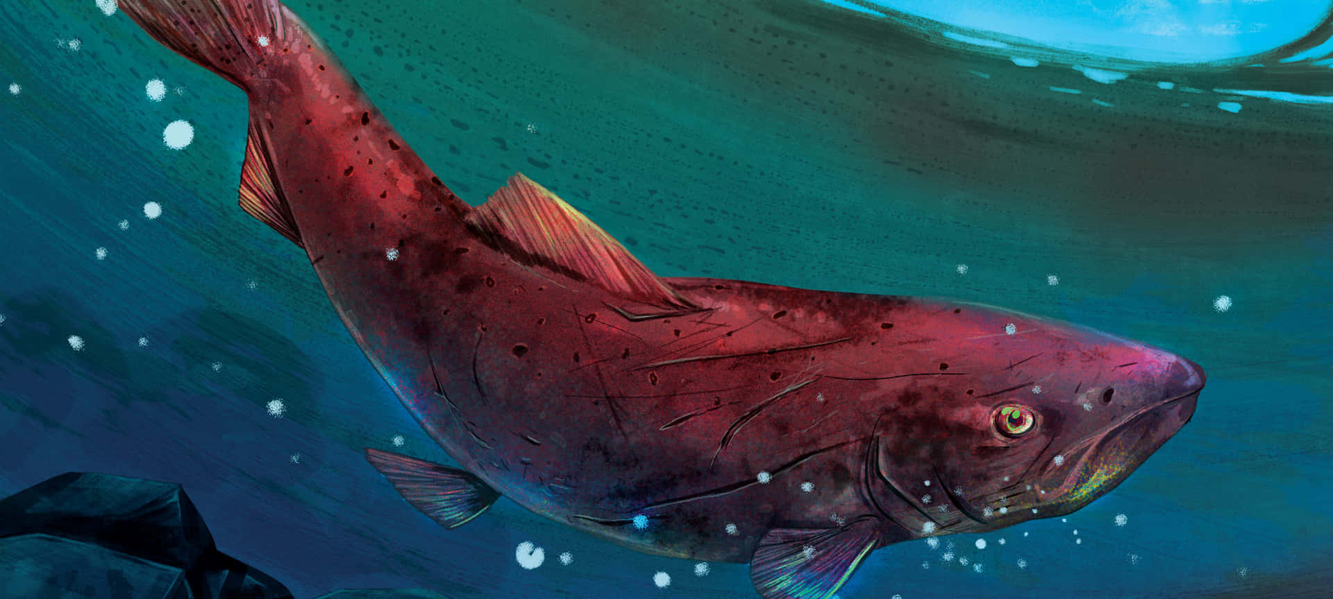 King Salmon Swimming Underwater Wallpaper
