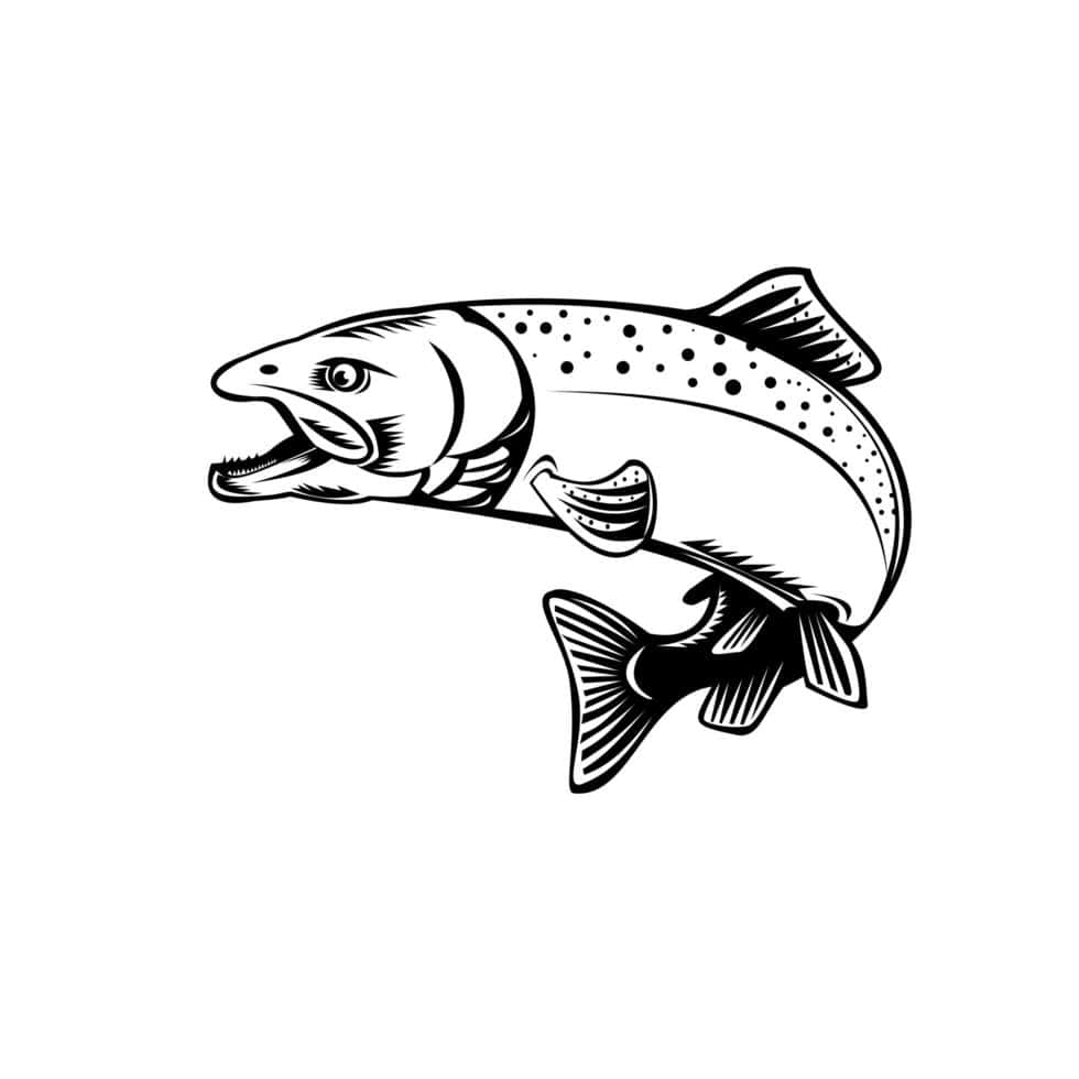 King Salmon Vector Illustration Wallpaper