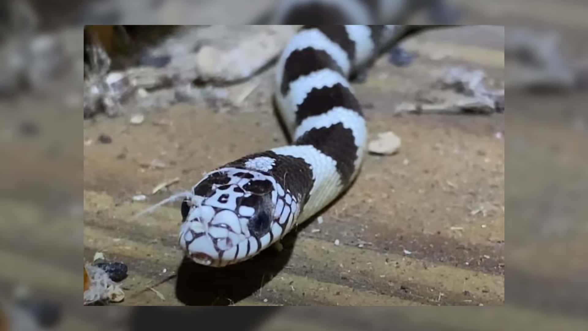En slange med sorte og hvide striber ligger på gulvet.