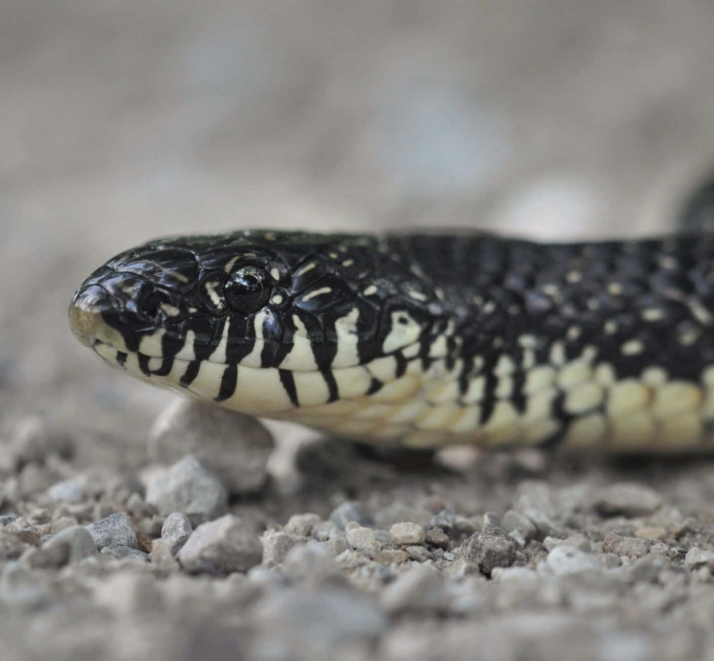 A Black And White Snake Is Laying On The Ground