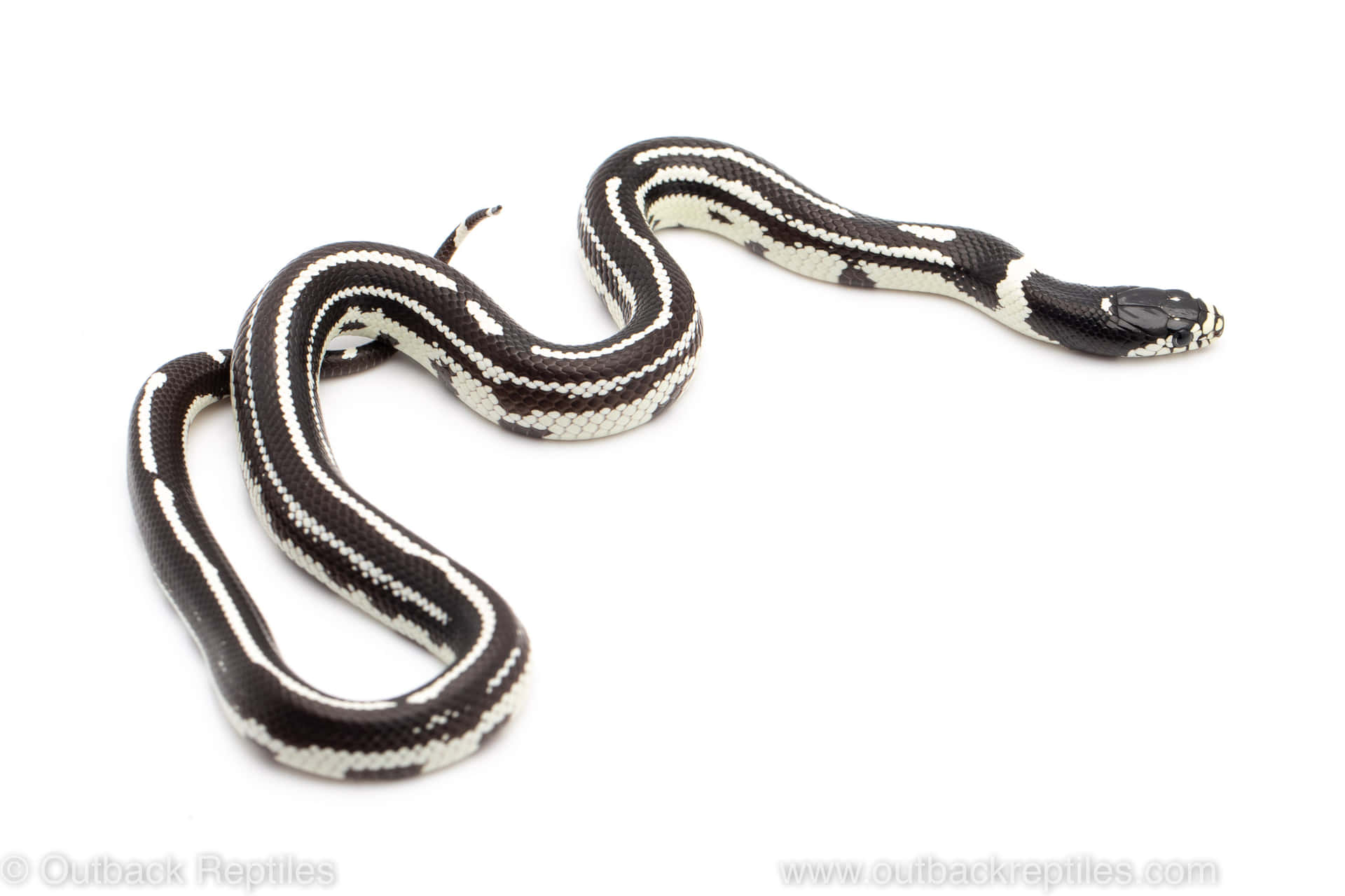 A Black And White Snake On A White Background