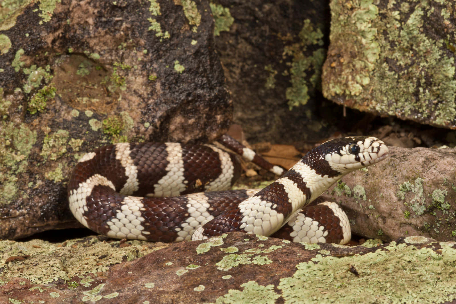 A Closeup of a Beautiful King Snake