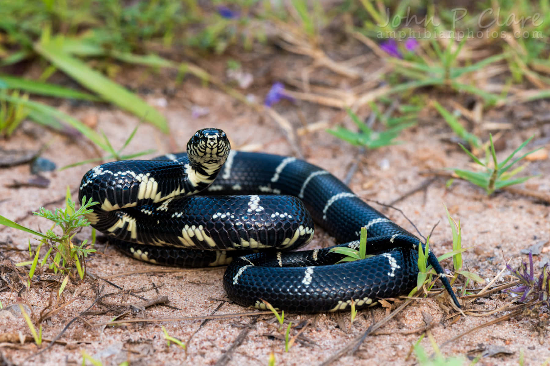 Get a close look at a beautiful King Snake