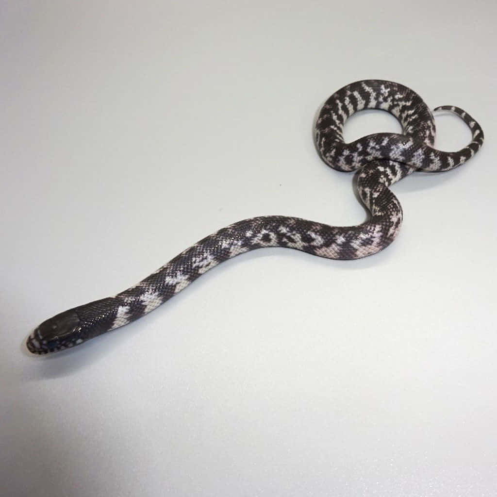 A closeup image of a beautiful King Snake