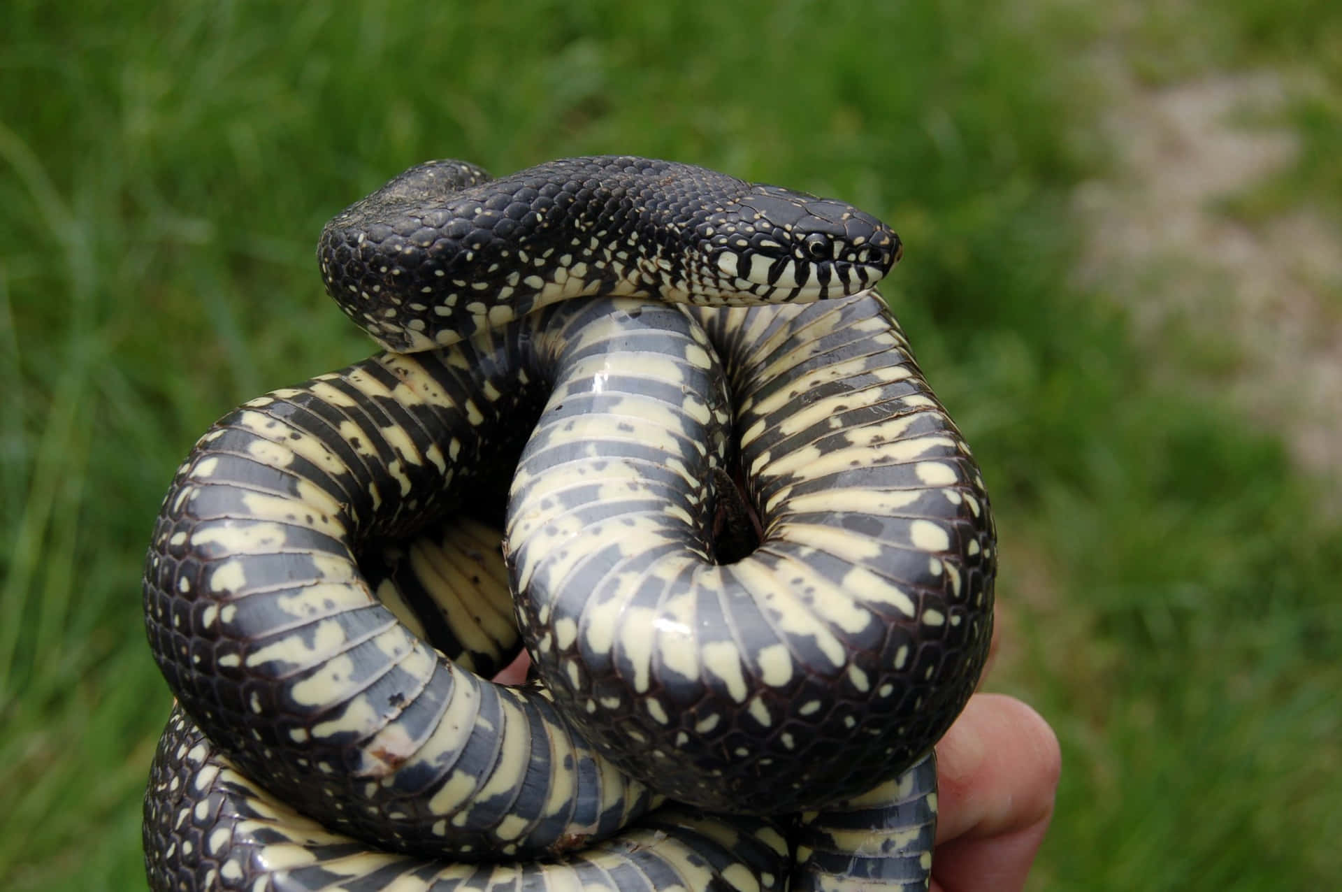 En sort og hvid slange er i en persons hånd.