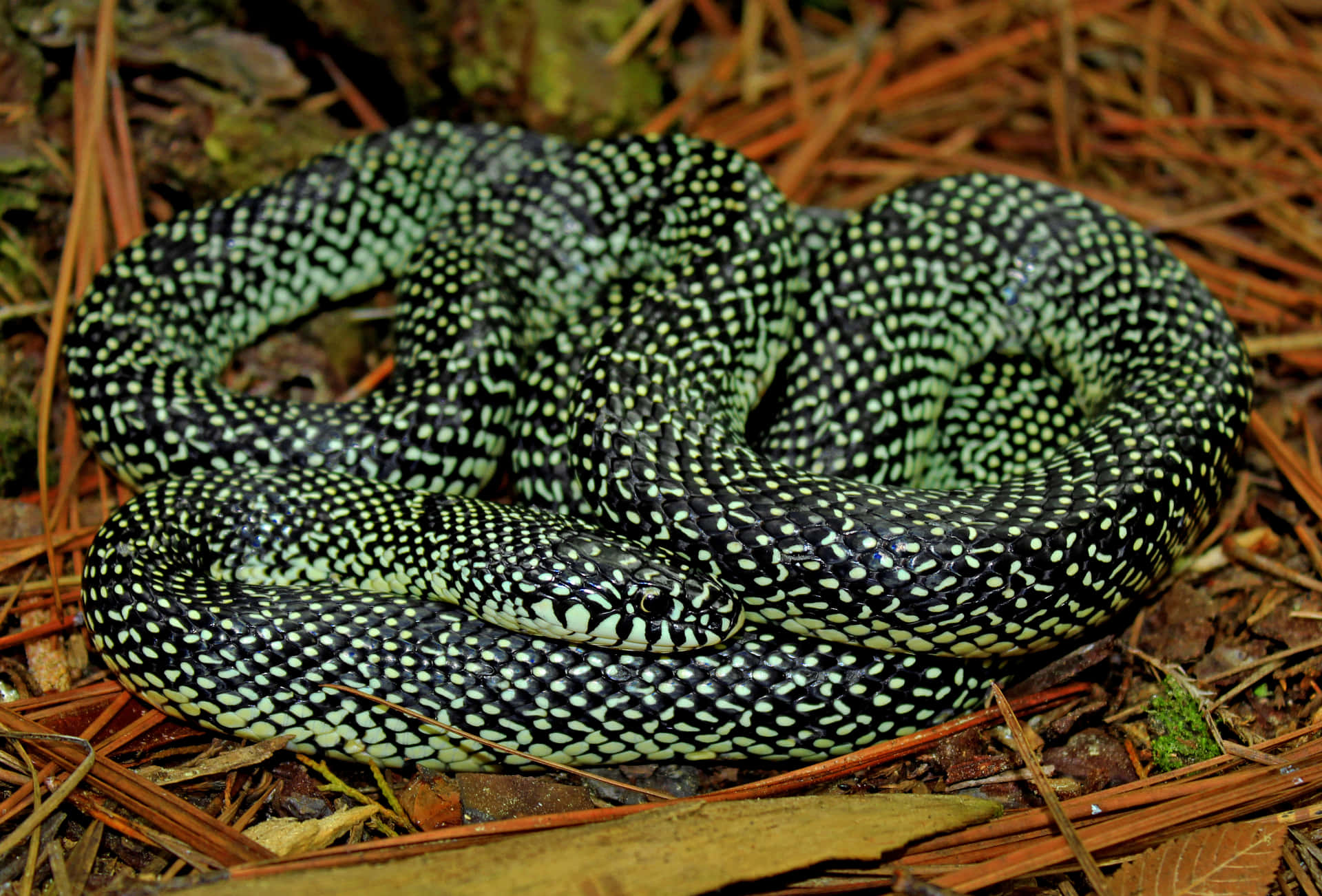 “Brightly Colored King Snake Species”