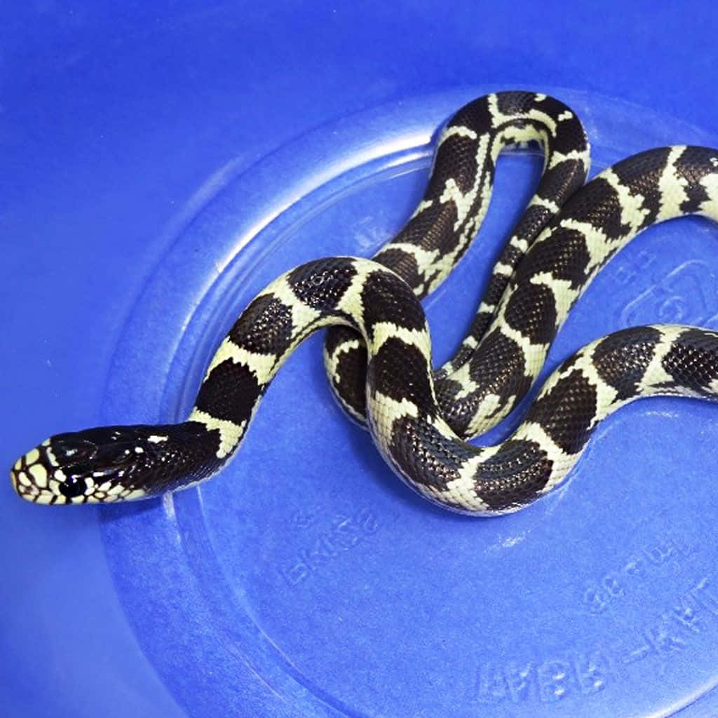 Closeup of King Snake