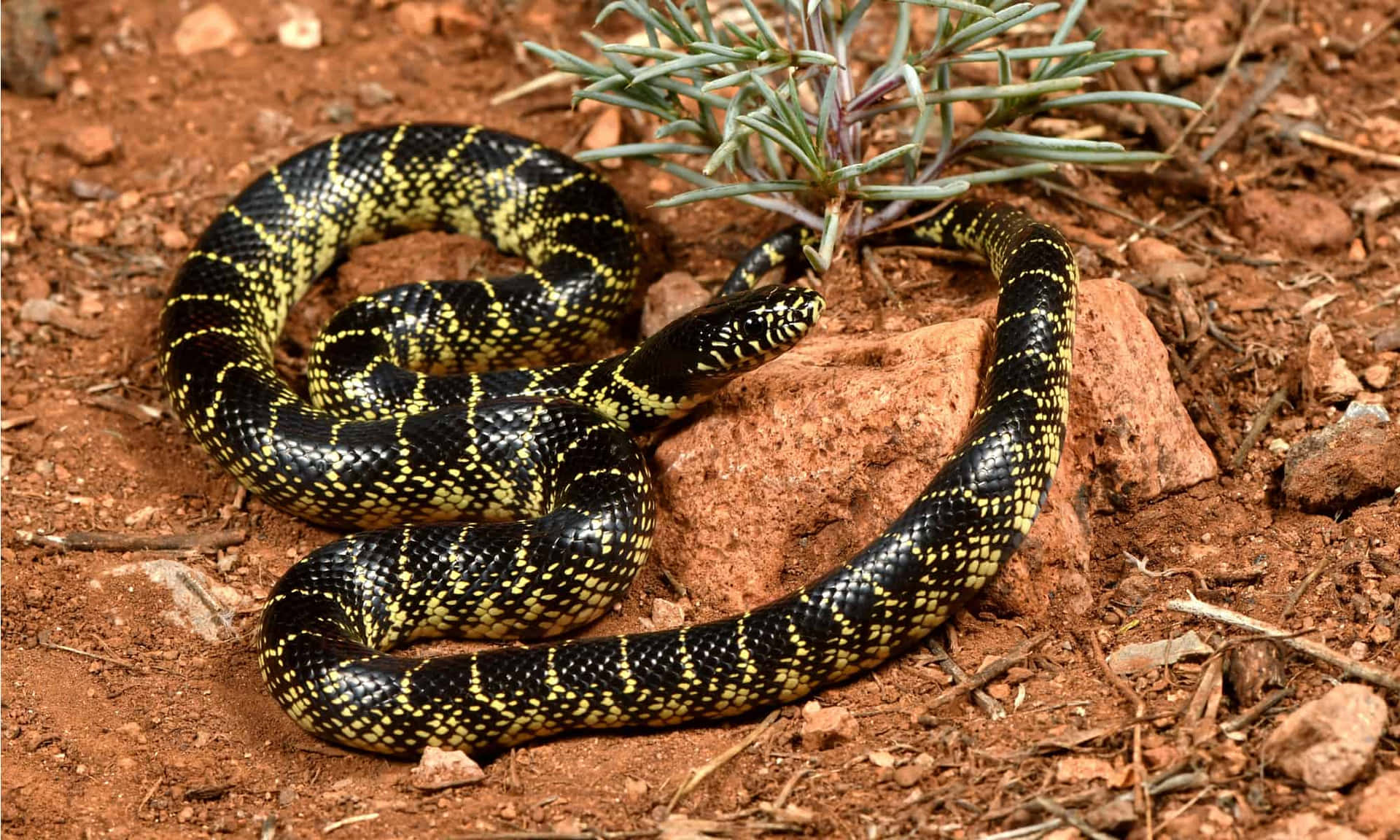 En sort og gul slange sidder på en sten
