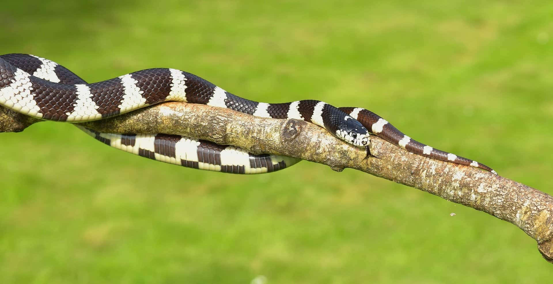 "The Majestic King Snake"