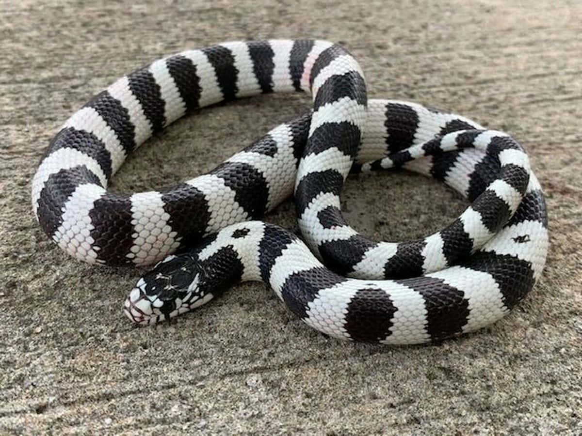 En sort og hvid slange, der ligger på beton.