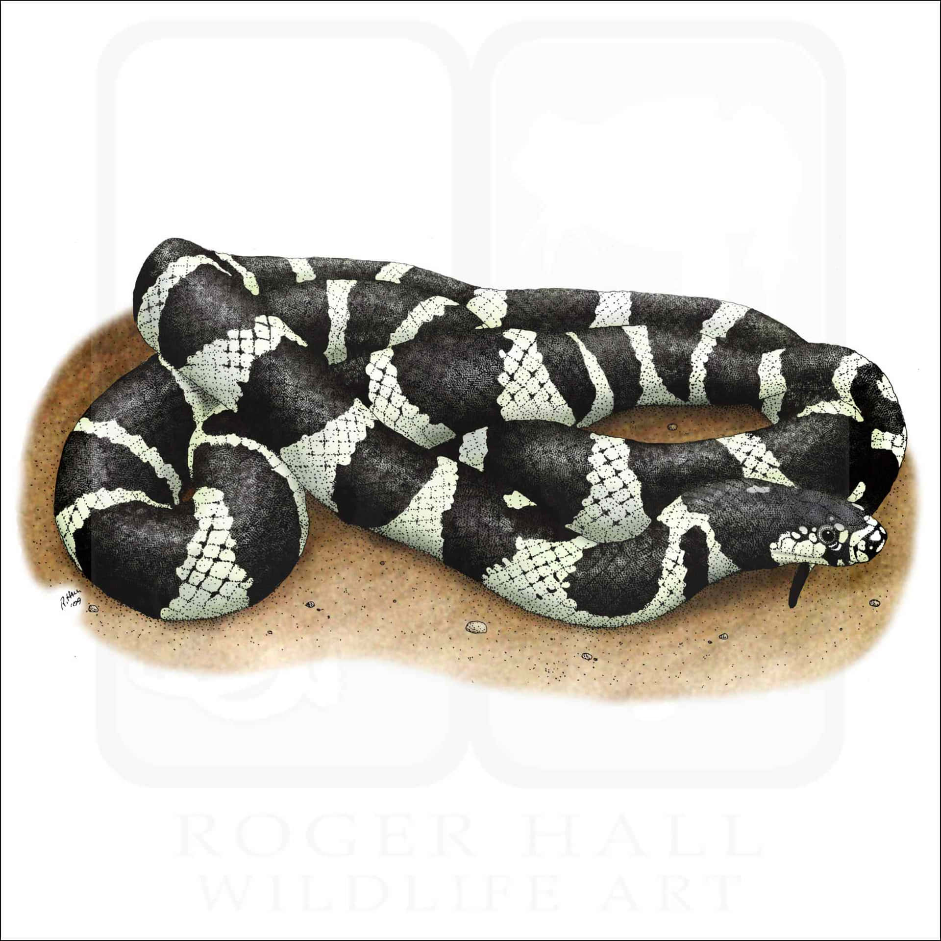 A King Snake Covered in Beautiful Brown and Black Stripes