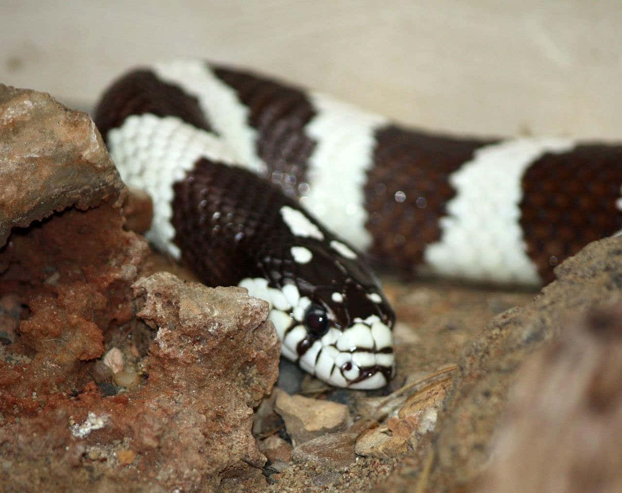 The Brilliantly-Colored King Snake